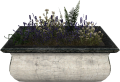 EN-Placeable-Lavender.png