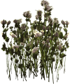 EN-Ingredient-Lichen.png